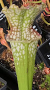 S. leucophylla - L9/2012 Altai