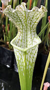 S. leucophylla - L9/2012 Altai
