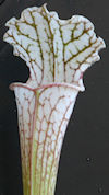 S. leucophylla - L9/2012 Altai