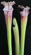 S. leucophylla - L9/2012 Altai