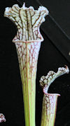 S. leucophylla - L9/2012 Altai