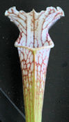 S. leucophylla - L9/2012 Altai