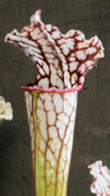 S. leucophylla - L9/2012 Altai