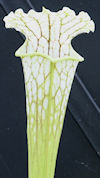 S. leucophylla - 'Schnell's Gh