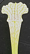 S. leucophylla - 'Schnell's Gh