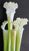 S. leucophylla - 'Schnell's Gh