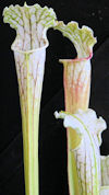 S. leucophylla - 'Schnell's Gh