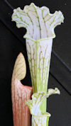 S. leucophylla - 'Schnell's Gh