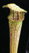 S. 'Unknown hybrid' - Ex SL147
