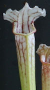 S. leucophylla - 'Pink Panther