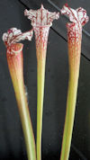 S. leucophylla - 'Cronus/Titan