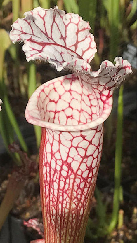 S. leucophylla - SL018-01 - x 